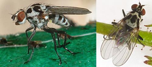Réf. 249 272 : Anthomyia quinquemaculata